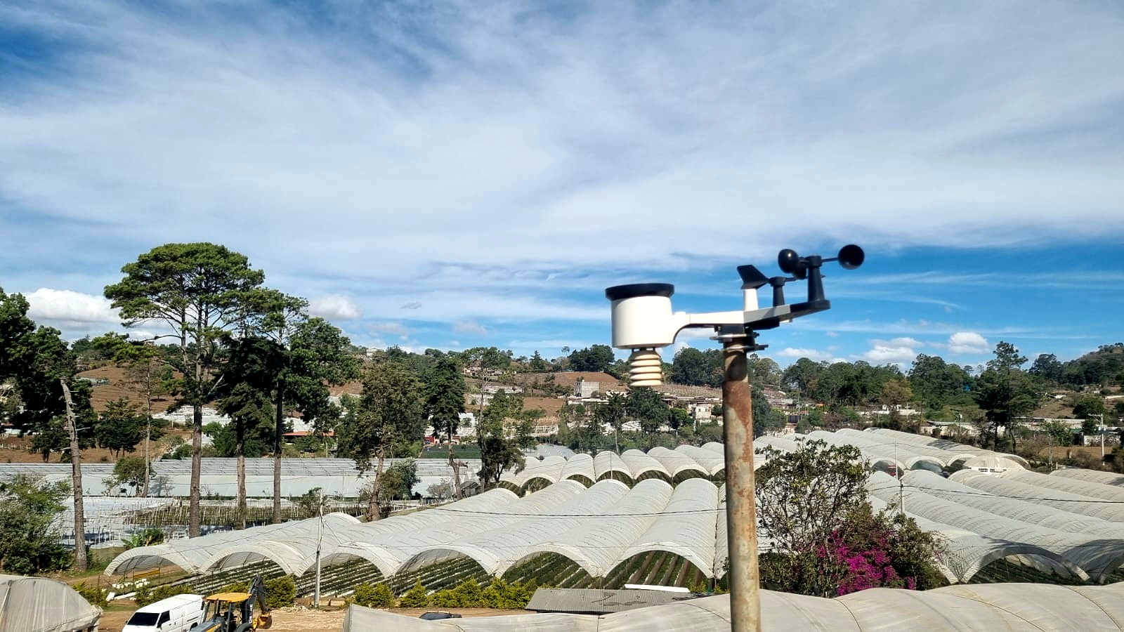 Cultivo de fresa de Inversiones Avalju en Guatemala
