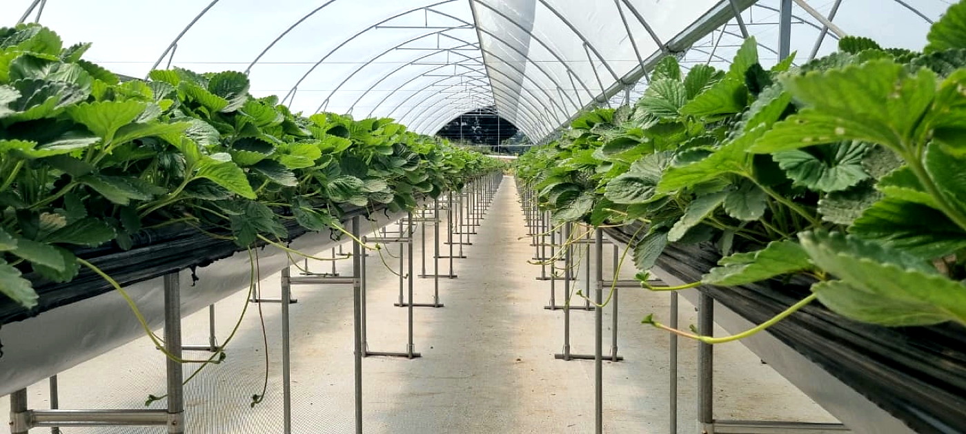 Líneas de cultivo agrícola.