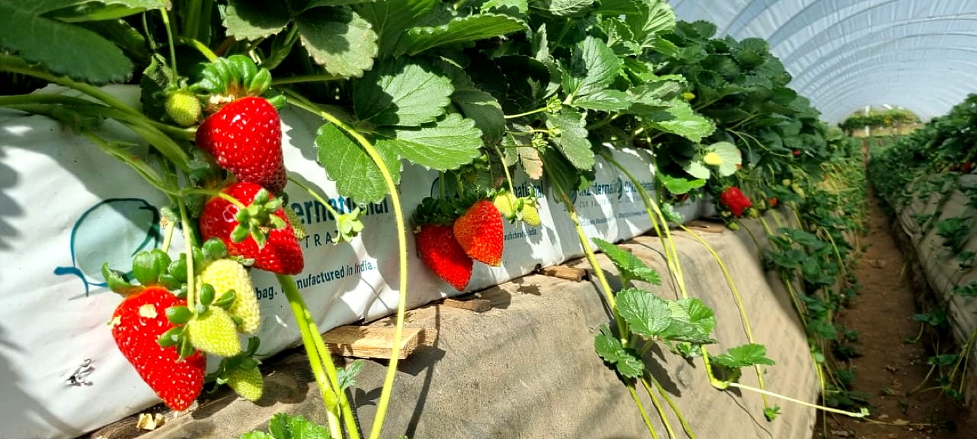 Fresas madurando en la planta.